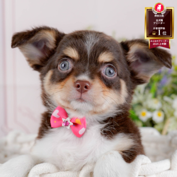 チワワ(ロング)【神奈川県・女の子・2025年9月16日・チョコレートタン&ホワイト】の写真「🐶11/23(日)40頭が参加のこいぬ見学会🫧」