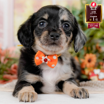 チワックス(チワワ×ダックスフンド)【神奈川県・女の子・2025年10月5日・シルバーダップル】の写真「🐶12/6(土)40頭が参加のこいぬ見学会❄️」