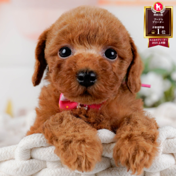 トイプードル(トイ)【神奈川県・女の子・2025年9月30日・レッド】の写真「🏆🐾ブリーダーランキング✨神奈川県1位獲得👑」