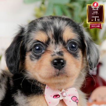 チワックス(チワワ×ダックスフンド)【神奈川県・女の子・2025年8月3日・シルバーダップル】の写真「🐶9/27(土)プードル/MIXの見学会開催🍂」