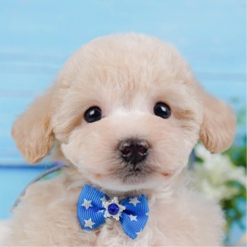 トイプードル(トイ)【神奈川県・男の子・2025年2月6日・クリーム】の写真「🐶見学会開催💕可愛いワンちゃんが大集合💓💓」