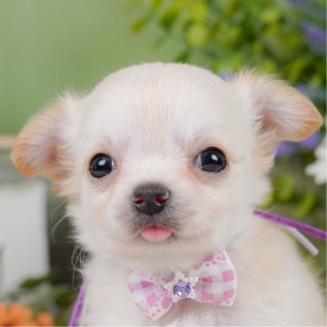 チワワ(ロング)【神奈川県・女の子・2025年3月12日・クリーム&ホワイト】の写真「🐶見学会開催💕可愛いワンちゃんが大集合💓💓」