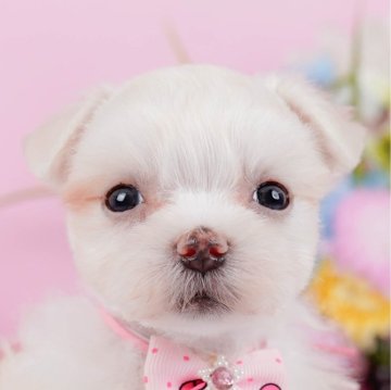 マルチーズ【神奈川県・女の子・2024年10月8日・ホワイト】の写真「🐶見学会開催💕可愛いワンちゃんが大集合💓💓」
