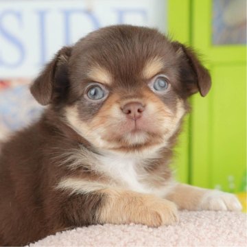 チワワ(ロング)【神奈川県・男の子・2025年5月7日・チョコレート&タン】の写真「🐶9/27(土)プードル/MIXの見学会開催🍂」