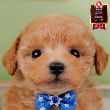 トイプードル(トイ)【神奈川県・男の子・2025年10月6日・レッド】の写真「🐶11/23(日)40頭が参加のこいぬ見学会🫧」