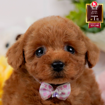 トイプードル(トイ)【神奈川県・女の子・2026年2月21日・レッド】の写真「見学会開催中🎉14時以降空いてます🐶💕」