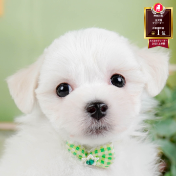 マルビション(マルチーズ×ビションフリーゼ)【神奈川県・男の子・2025年9月18日・ホワイト】の写真「🐶11/9は40頭以上に会える子犬見学会🐶🎉」