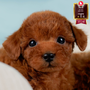 トイプードル(タイニー)【神奈川県・男の子・2025年11月1日・レッド】の写真「🎅12/20開催🎉今年最後のこいぬ見学会🐶」