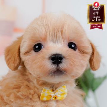 マルプー(マルチーズ×トイプードル)【神奈川県・女の子・2025年10月30日・アプリコット】の写真「🎅12/20開催🎉今年最後のこいぬ見学会🐶」