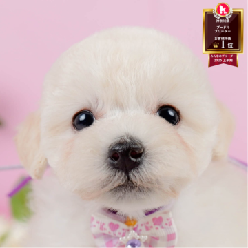 トイプードル(トイ)【神奈川県・女の子・2025年5月6日・クリーム】の写真「🌻8/2開催🐶こいぬの特別見学会🎐🐾」