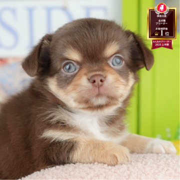 チワワ(ロング)【神奈川県・男の子・2025年5月7日・チョコレート&タン】の写真「🩵🐶8/16(土)こいぬの見学会開催🎉」
