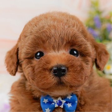 トイプードル(トイ)【神奈川県・男の子・2025年9月24日・レッド】の写真「🏆🐾ブリーダーランキング✨神奈川県1位獲得👑」