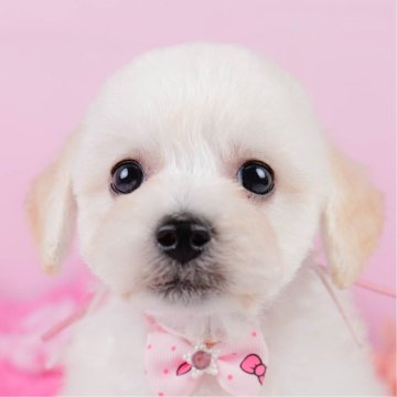 【神奈川県・女の子・2025年3月28日・クリーム】の写真「🐶急遽!!8/23‣24お迎え前相談会開催🎉」