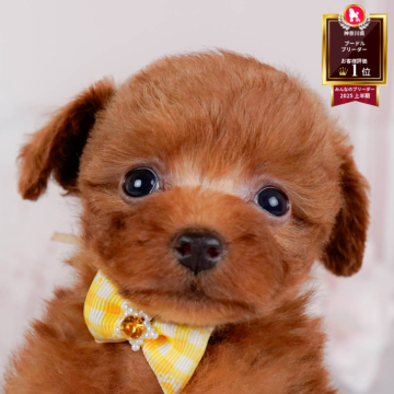 タイニープードル【神奈川県・女の子・2025年10月5日・レッド】の写真「🏆🐾ブリーダーランキング✨神奈川県1位獲得👑」