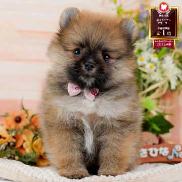 ポメラニアン【神奈川県・女の子・2025年9月28日・オレンジ】の写真「🏆🐾ブリーダーランキング✨神奈川県1位獲得👑」