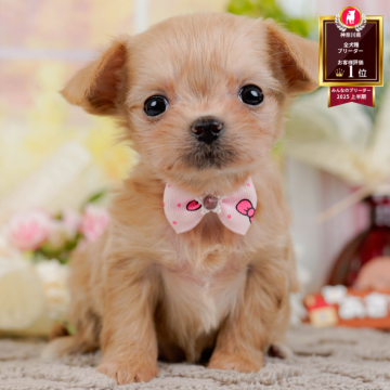 チワプー(チワワ×トイプードル)【神奈川県・女の子・2025年10月25日・アプリコット】の写真「🎅12/20開催🎉今年最後のこいぬ見学会🐶」