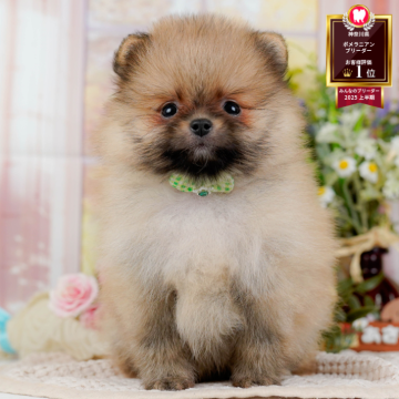 ポメラニアン【神奈川県・男の子・2025年9月11日・オレンジセーブル】の写真「🏆🐾ブリーダーランキング✨神奈川県1位獲得👑」