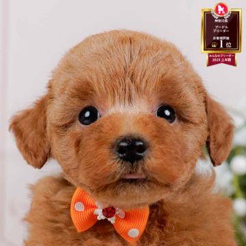 トイプードル(トイ)【神奈川県・男の子・2025年9月24日・レッド】の写真「🐶11/23(日)40頭が参加のこいぬ見学会🫧」