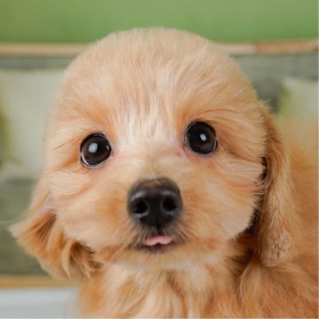 ポメプー(ポメラニアン×トイプードル)【神奈川県・男の子・2025年5月23日・クリーム】の写真「🐶12/6(土)40頭が参加のこいぬ見学会❄️」