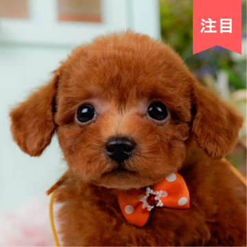 トイプードル(タイニー)【神奈川県・男の子・2025年5月15日・レッド】の写真「7/19開催🎉見学会で運命の出会いを💓」