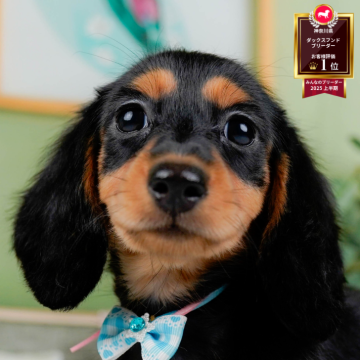 ミニチュアダックスフンド(ロング)【神奈川県・女の子・2025年8月21日・ブラック&タン】の写真「🐾11/1〜3開催🎉お迎え前なんでも相談会🐶」