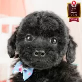 トイプードル(トイ)
