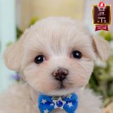 マルプー(マルチーズ×トイプードル)