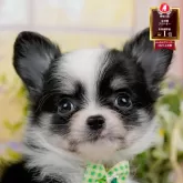 チワワ(ロング)