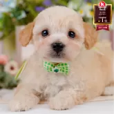 トイプードル(トイ)【神奈川県・男の子・2025年4月22日・クリーム】の写真1「かわいい子犬の画像や当犬舎の情報を掲載しています💖是非、見てください🎶」