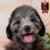 トイプードル(トイ)【神奈川県・男の子・2025年7月3日・シルバー】の写真1「かわいい子犬の画像や当犬舎の情報を掲載しています💖是非、見てください🎶」