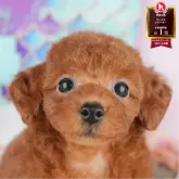 トイプードル(トイ)
