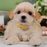 マルプー(マルチーズ×トイプードル)【神奈川県・女の子・2025年4月26日・クリーム】の写真1「かわいい子犬の画像や当犬舎の情報を掲載しています💖是非、見てください🎶」