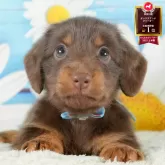 ミニチュアダックスフンド(ロング)【神奈川県・女の子・2025年8月5日・チョコレート&タン】の写真1「かわいい子犬の画像や当犬舎の情報を掲載しています💖是非、見てください🎶」