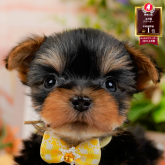 ヨークシャーテリア