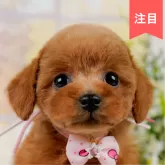 タイニープードル