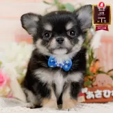 チワワ(ロング)