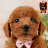 トイプードル(トイ)