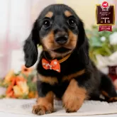 ミニチュアダックスフンド(ロング)【神奈川県・男の子・2025年7月17日・ブラックタン】の写真1「かわいい子犬の画像や当犬舎の情報を掲載しています💖是非、見てください🎶」