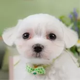 マルチーズ