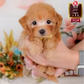 タイニープードル