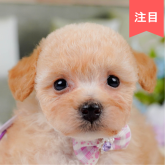 トイプードル(タイニー)