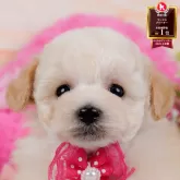 タイニープードル