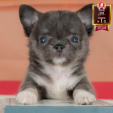 チワワ(ロング)