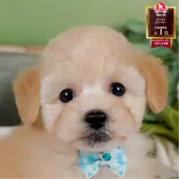 トイプードル(トイ)