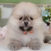 ポメラニアン