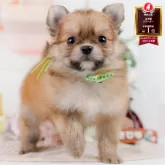 ポメチワ(ポメラニアン×チワワ)【神奈川県・男の子・2025年5月7日・レッド】の写真1「かわいい子犬の画像や当犬舎の情報を掲載しています💖是非、見てください🎶」