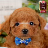 トイプードル(タイニー)