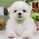 マルチーズ
