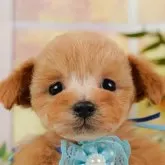 タイニープードル【神奈川県・男の子・2024年11月4日・アプリコット】の写真1「かわいい子犬の画像や当犬舎の情報を掲載しています💖是非、見てください🎶」