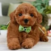 タイニープードル【神奈川県・男の子・2025年5月2日・レッド】の写真1「かわいい子犬の画像や当犬舎の情報を掲載しています💖是非、見てください🎶」